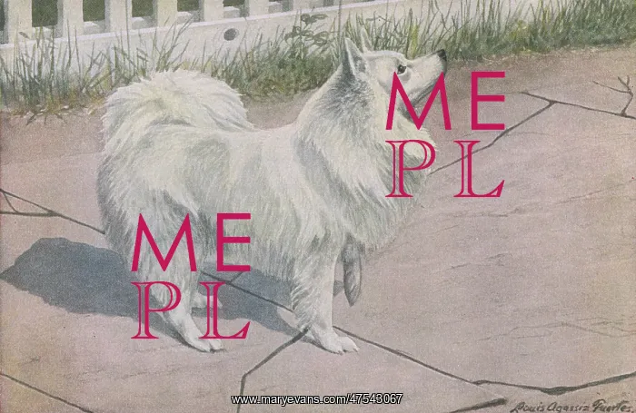  : Spitz, with white fur raising its front paw