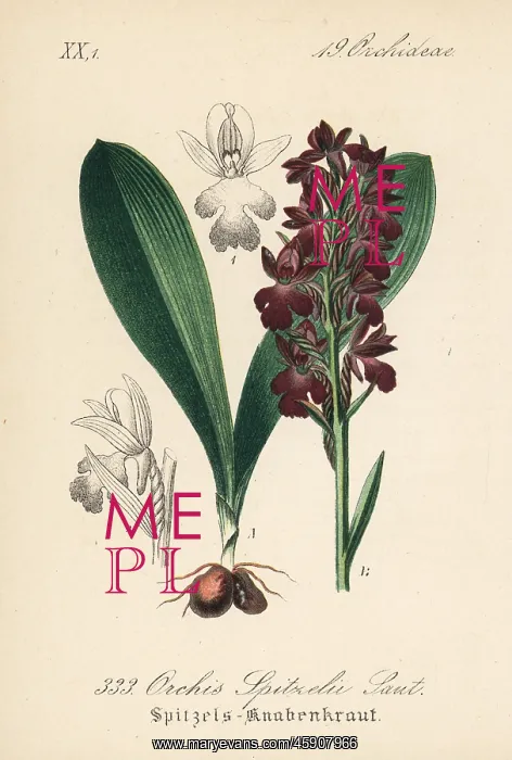 : Spitzel's orchid, Orchis spitzelii : Spitzel's orchid, Orchis spitzelii