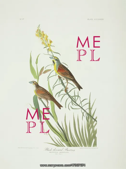 : Spiza americana, dickcissel : Spiza americana, dickcissel