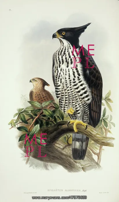 : Spizaetus alboniger, Blyth's hawk-eagle : Spizaetus alboniger, Blyth's hawk-eagle