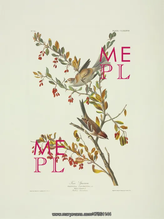 : Spizella arborea, American tree sparrow : Spizella arborea, American tree sparrow