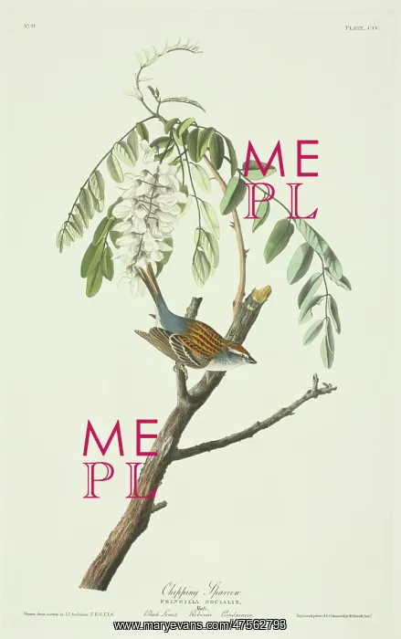 : Spizella passerina, chipping sparrow : Spizella passerina, chipping sparrow