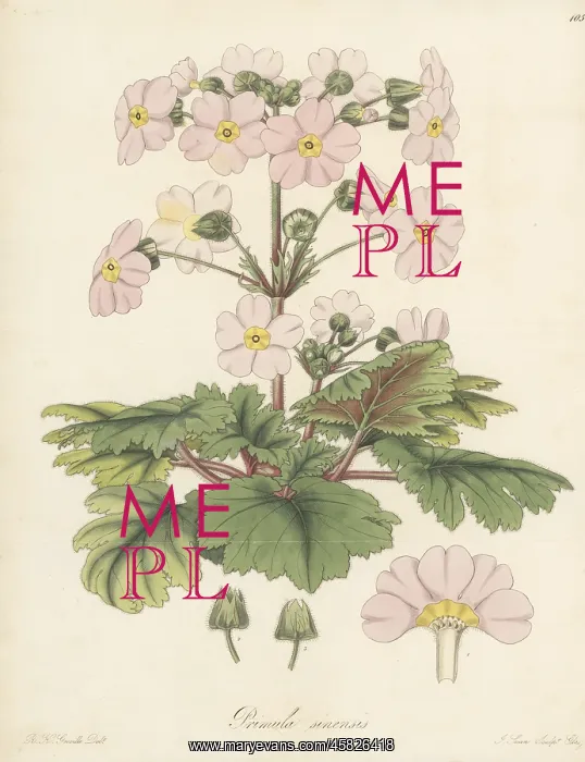 : Splendid Chinese primrose, Primula sinensis : Splendid Chinese primrose, Primula sinensis