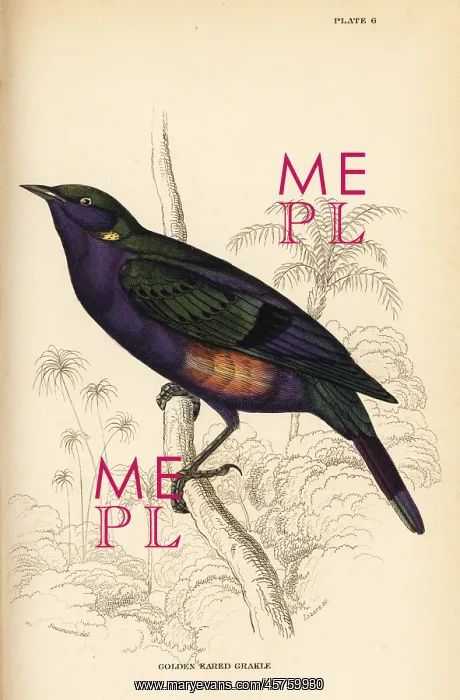 : Splendid glossy starling (Senegal), Lamprotornis splendidus : Splendid glossy starling (Senegal), Lamprotornis splendidus