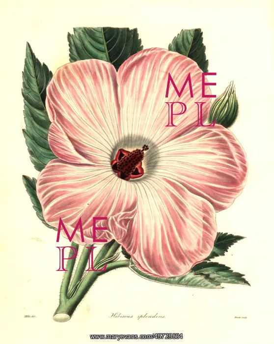 : Splendid hibiscus, Hibiscus splendens : Splendid hibiscus, Hibiscus splendens