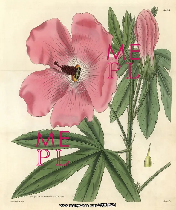 : Splendid hibiscus, Hibiscus splendens : Splendid hibiscus, Hibiscus splendens