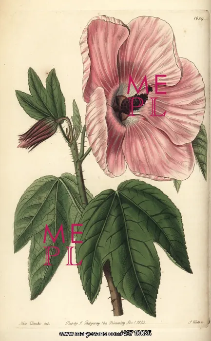 : Splendid hibiscus, Hibiscus splendens : Splendid hibiscus, Hibiscus splendens