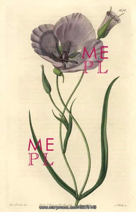: Splendid mariposa lily, Calochortus splendens : Splendid mariposa lily, Calochortus splendens