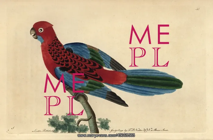 : Splendid parrot or crimson rosella, Platycercus elegans : Splendid parrot or crimson rosella, Platycercus elegans