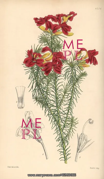 : Splendid scarlet-flowered leschenaultia, Leschenaultia : Splendid scarlet-flowered leschenaultia, Leschenaultia
