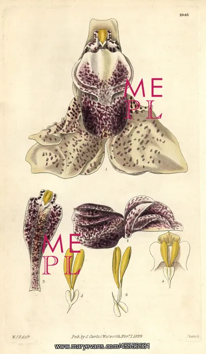 : Splendid stanhopea orchid, Stanhopea insignis : Splendid stanhopea orchid, Stanhopea insignis
