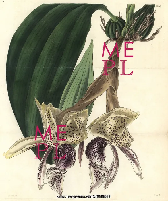 : Splendid stanhopea orchid, Stanhopea insignis : Splendid stanhopea orchid, Stanhopea insignis