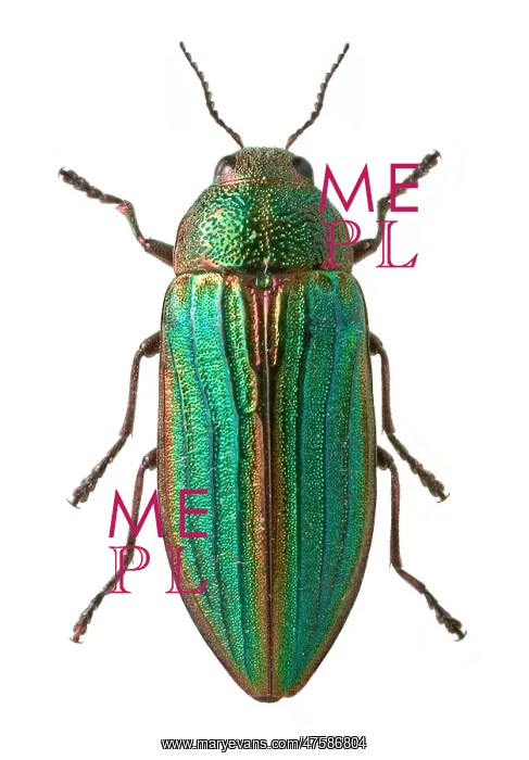 : Splendour beetle : Splendour beetle