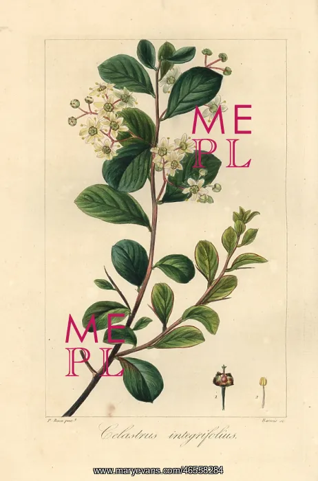 : Splint spike-thorn, Gloveria integrifolia : Splint spike-thorn, Gloveria integrifolia