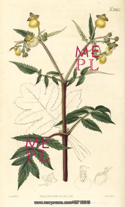 : Splitleaf slipperwort, Calceolaria tripartita : Splitleaf slipperwort, Calceolaria tripartita