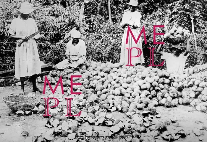 : Splitting coconuts Jamaica early 1900s