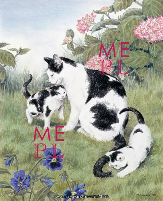  : Splodge and her Kittens