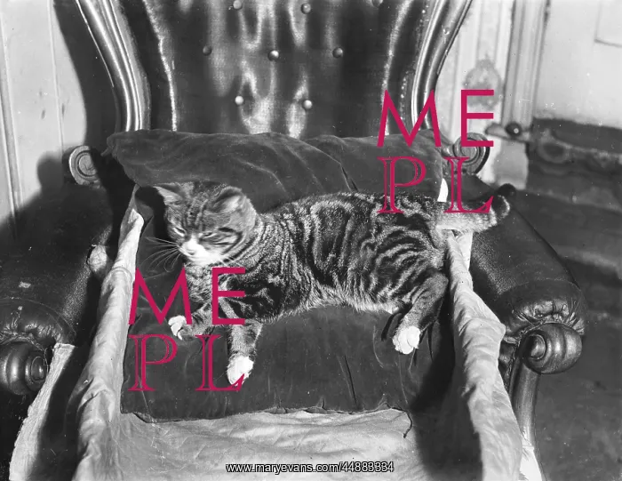 : SPOILT CAT : SPOILT CAT