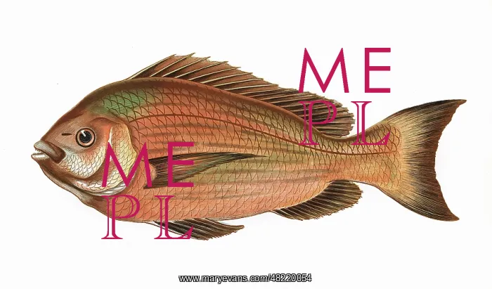 : Spondyliosoma cantharus, or Black Seabream : Spondyliosoma cantharus, or Black Seabream