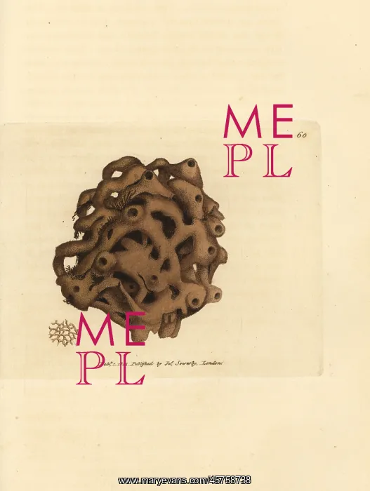: Sponge, Haliclona cinerea : Sponge, Haliclona cinerea