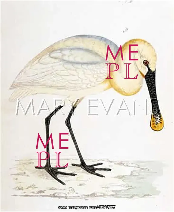  : SPOONBILL. (Platalea leucorodia)