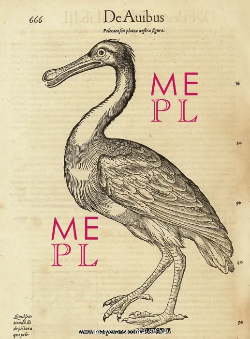 : Spoonbill species, possibly the African spoonbill : Spoonbill species, possibly the African spoonbill