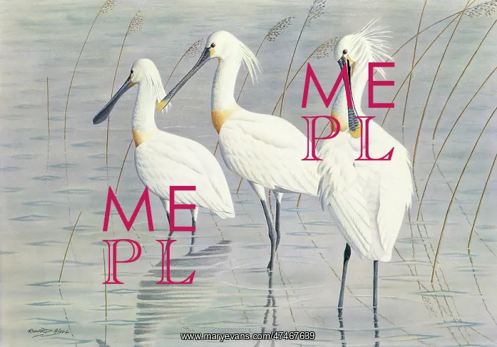  : Spoonbills