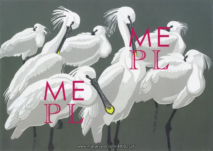 : Spoonbills : Spoonbills