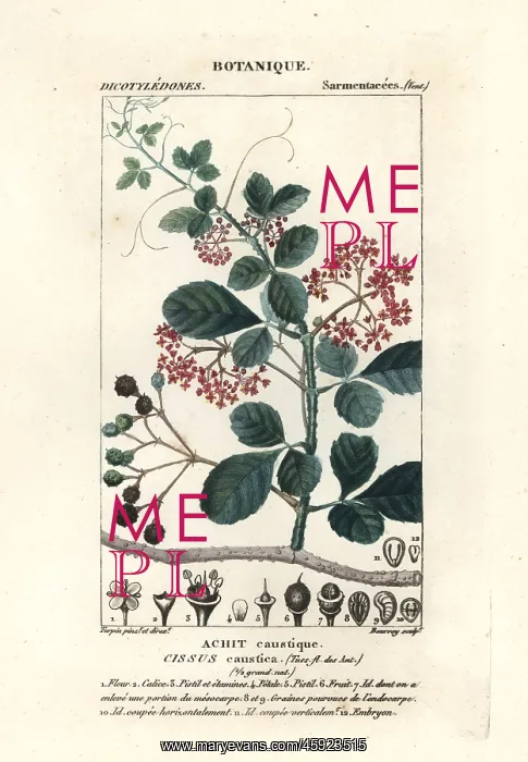 : Spoonleaf treebine, Cissus obovata : Spoonleaf treebine, Cissus obovata