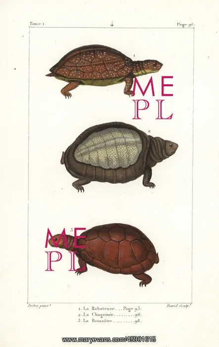 : Spot legged, flapshell and helmeted turtles : Spot legged, flapshell and helmeted turtles