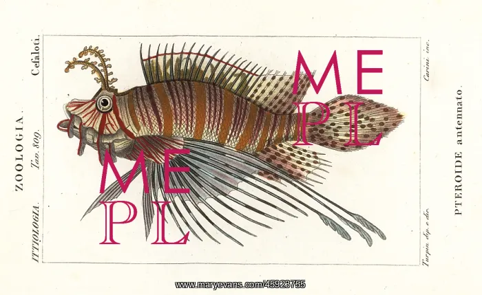 : Spotfin lionfish, Pterois antennata : Spotfin lionfish, Pterois antennata