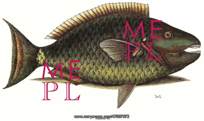  : Spotlight Parrotfish