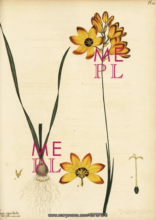 : Spotted African corn lily, Ixia maculata : Spotted African corn lily, Ixia maculata