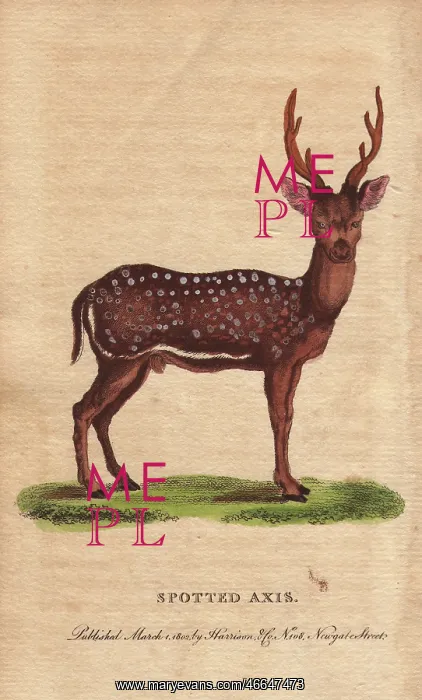 : Spotted axis, chital, cheetal, spotted deer : Spotted axis, chital, cheetal, spotted deer