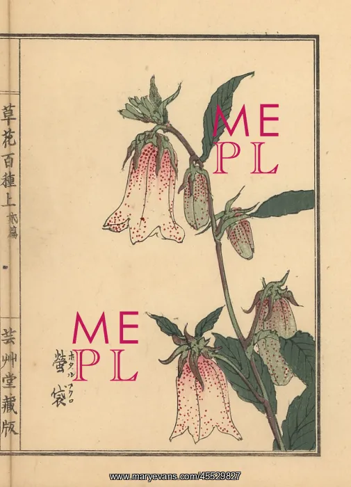 : Spotted bellflower, Campanula punctata : Spotted bellflower, Campanula punctata