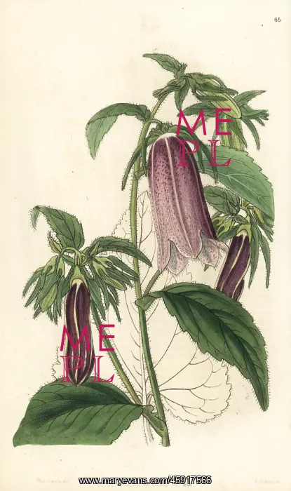 : Spotted bellflower, Campanula punctata : Spotted bellflower, Campanula punctata