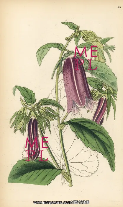 : Spotted bellflower, Campanula punctata : Spotted bellflower, Campanula punctata