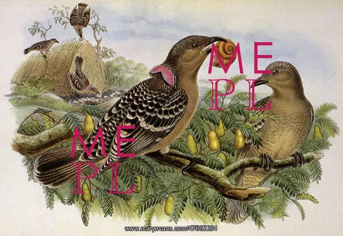  : Spotted Bower-Bird, Chlamydera maculata