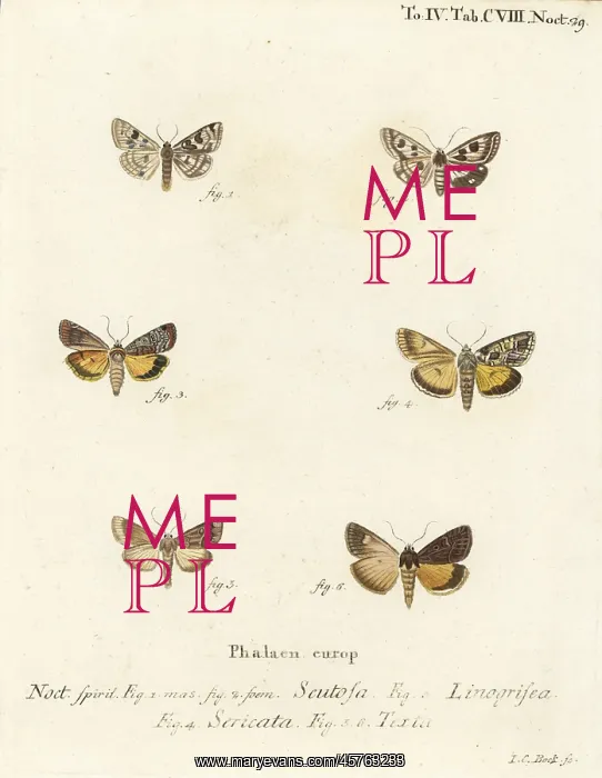: Spotted clover, Guernsey underwing, straw underwing, etc : Spotted clover, Guernsey underwing, straw underwing, etc