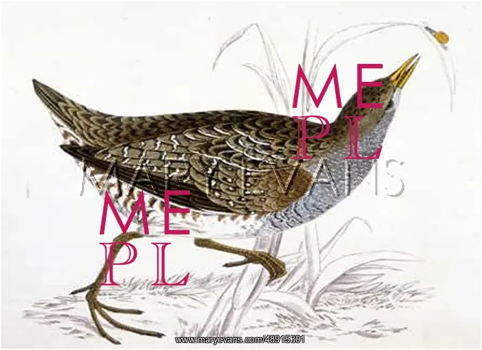 : SPOTTED CRAKE : SPOTTED CRAKE