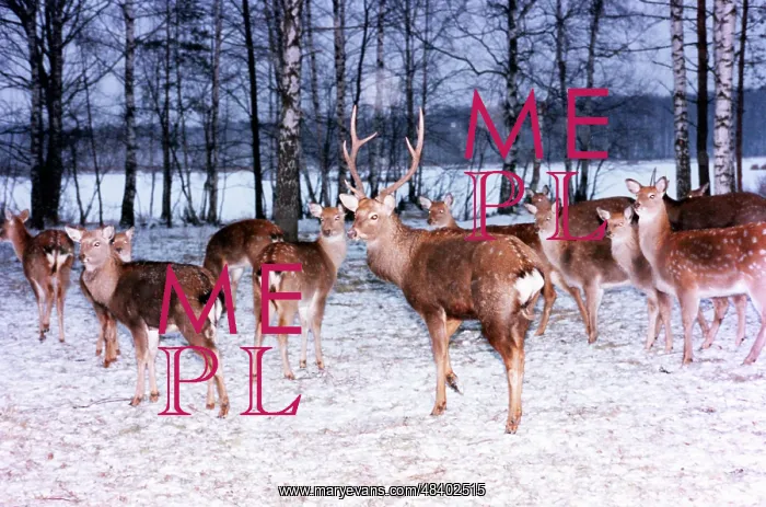 : Spotted deer, 1995 : Spotted deer, 1995