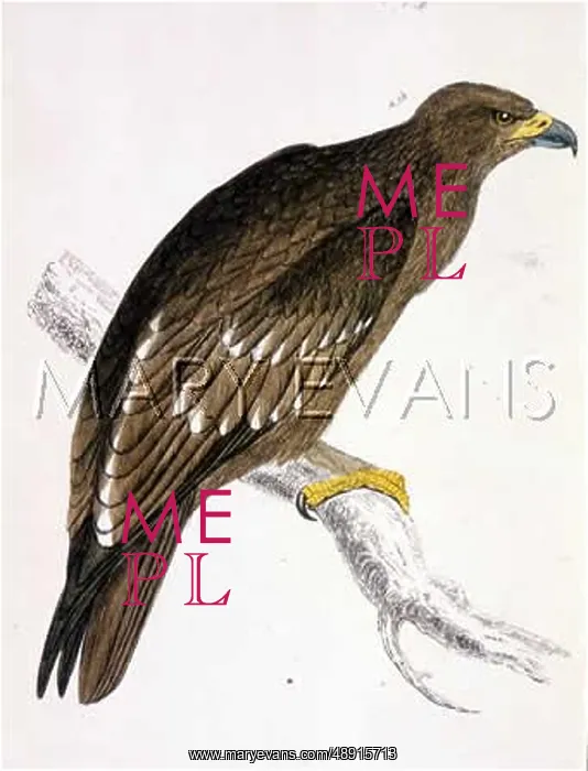: SPOTTED EAGLE : SPOTTED EAGLE