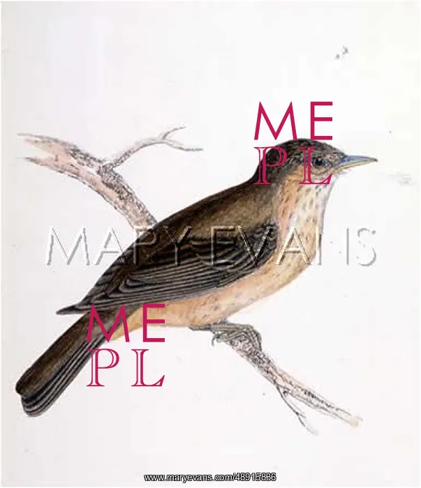 : SPOTTED FLYCATCHER : SPOTTED FLYCATCHER