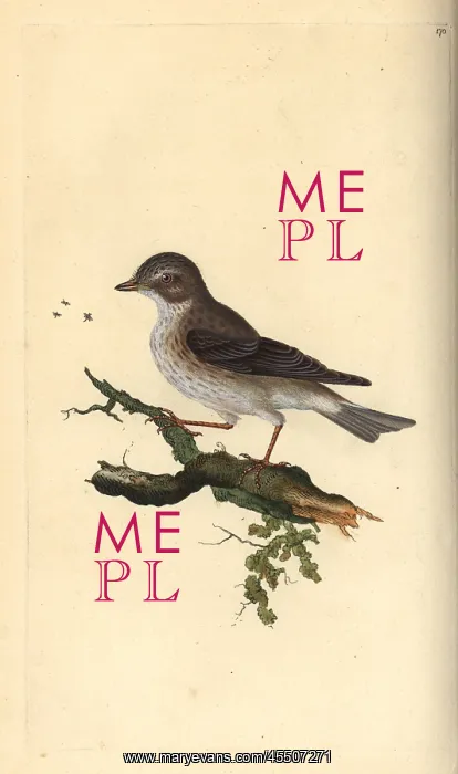 : Spotted flycatcher, Muscicapa striata : Spotted flycatcher, Muscicapa striata