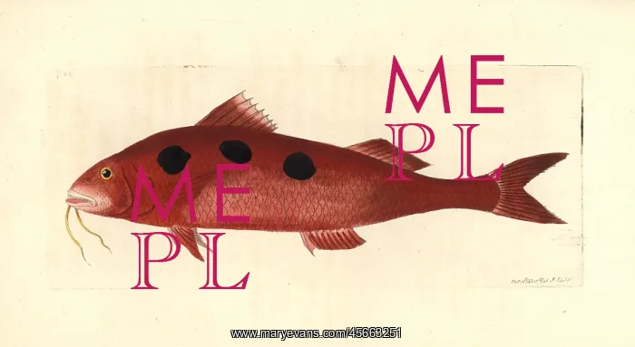 : Spotted goatfish, Pseudupeneus maculatus : Spotted goatfish, Pseudupeneus maculatus