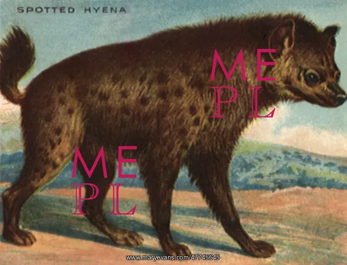  : Spotted Hyena