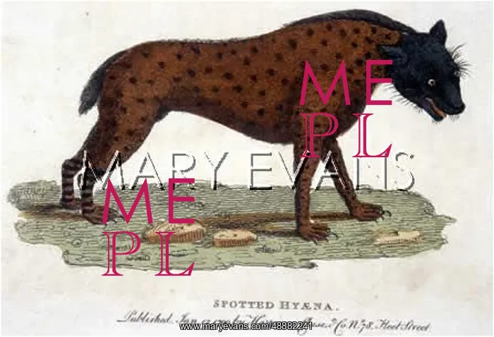  : SPOTTED HYENA