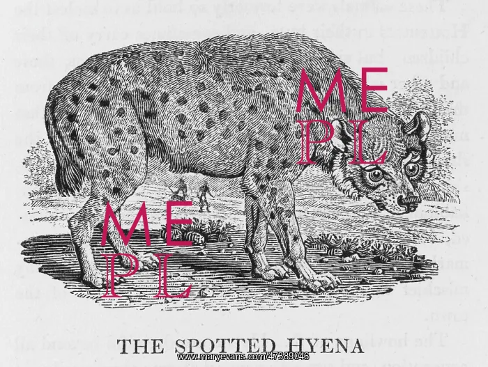 : SPOTTED HYENA (BEWICK) : SPOTTED HYENA (BEWICK)
