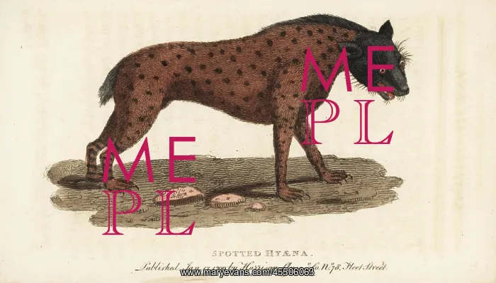 : Spotted hyena, Crocuta crocuta : Spotted hyena, Crocuta crocuta