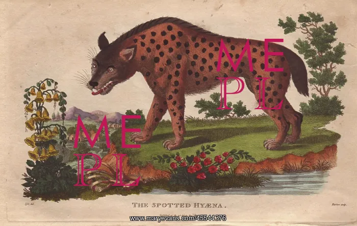 : Spotted hyena, Crocuta crocuta : Spotted hyena, Crocuta crocuta